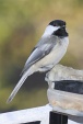 img_4810V
