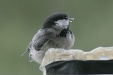 img_5561C
