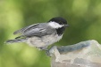 img_6401C