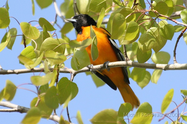 img_4360C.jpg - Oriole de Baltimore | Baltimore Oriole