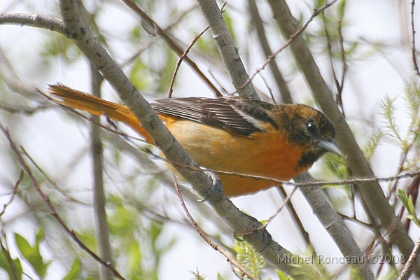 img_4439C.jpg - Oriole de Baltimore (femelle) | Female Baltimore Oriole