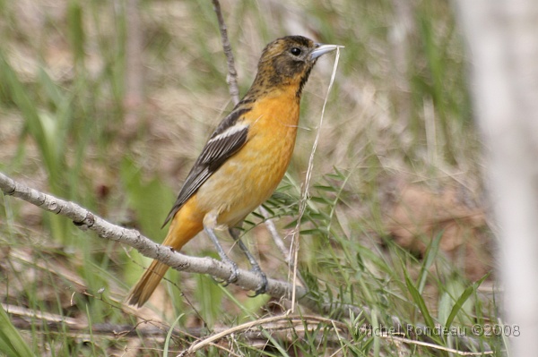 img_4545C.jpg - Madame Oriole amassant des brindilles pour le nid Misses Oriole picking weeds for the nest