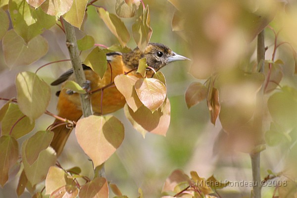 img_4620C.jpg
