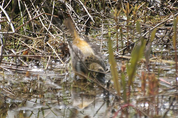 img_4631C.jpg - Madame prend son bain | Misses taking a bath
