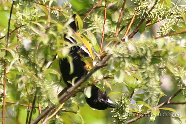 img_5396C.jpg - Oriole de Baltimore à la verticale | Vertical Baltimore Oriole