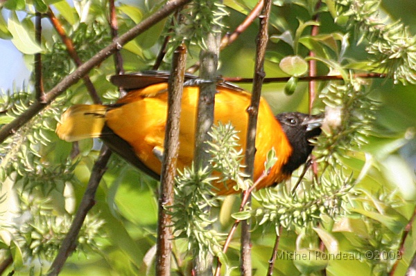 img_5398C.jpg - Oriole de Baltimore à l'horizontale | Horizontal Baltimore Oriole