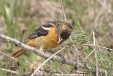 img_4558C