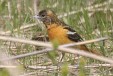 img_4566C