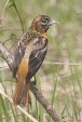img_4569V