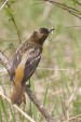 img_4570V