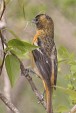 img_4572V
