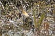 img_4631C