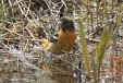 img_4633C