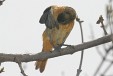 img_4638C