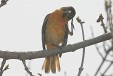 img_4642C
