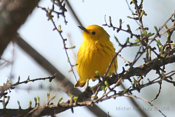 img_3846C.jpg - Paruline jaune | Yellow Warbler 17 photos