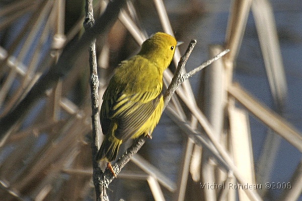 img_4305C.jpg - Paruline jaune | Yellow Warbler