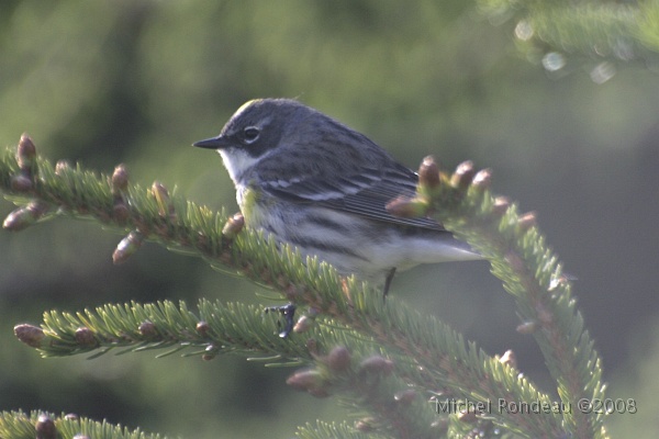 img_4328C.jpg - Paruline à croupion jaune | Yellow-rumped Warbler