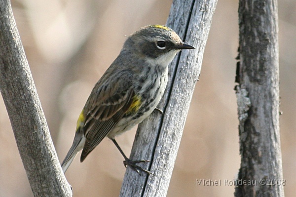 img_4508C.jpg - Paruline à croupion jaune | Yellow-rumped Warbler