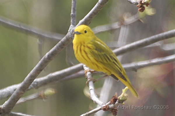 img_4681C.jpg - Paruline jaune | Yellow Warbler