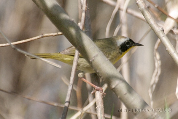 img_4893C.jpg - Paruline masquée | Common Yellowthroat  9 photos