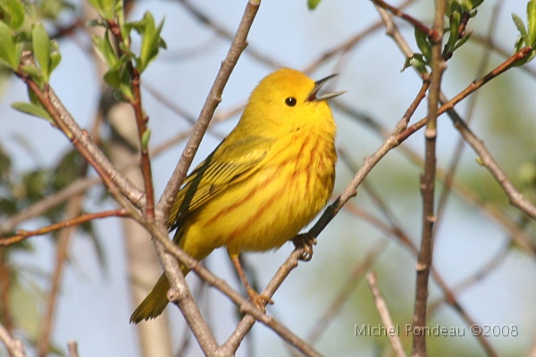 img_5006C.jpg - Paruline jaune | Yellow Warbler