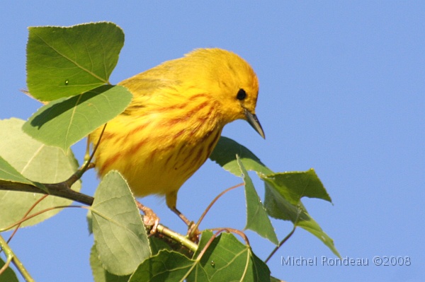 img_5015C.jpg - Paruline jaune | Yellow Warbler