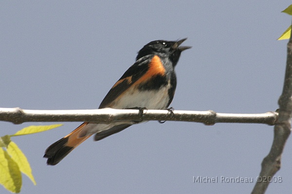img_5061C.jpg - Paruline flamboyante | American Redstart 5 photos