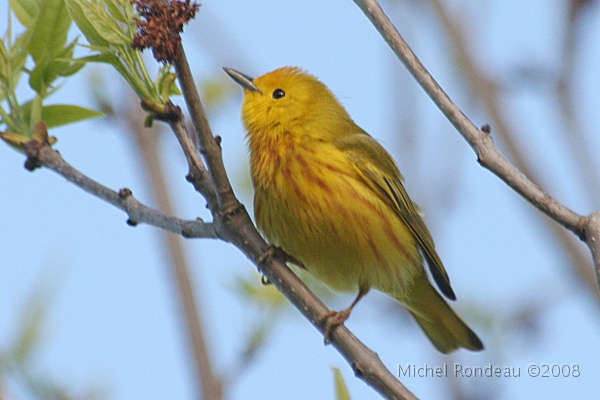 img_5358C.jpg - Paruline jaune | Yellow Warbler