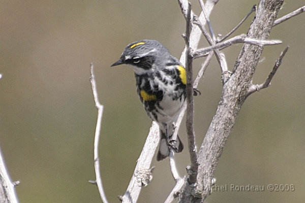 img_5457C.jpg - Pariline à croupion jaune | Yellow-rumped Warbler