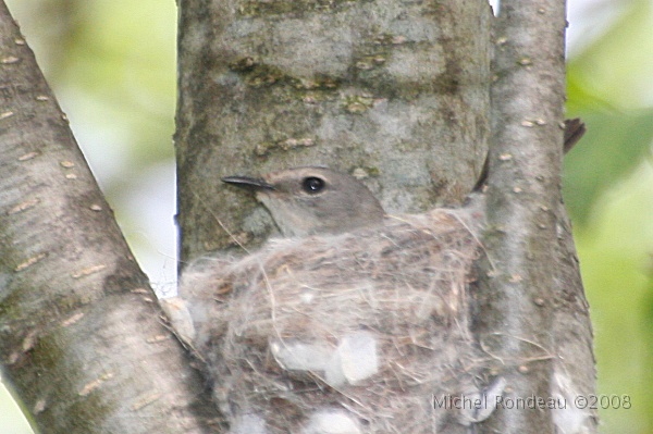 img_5480C.jpg - Paruline flamboyante au nid | American Redstart nesting