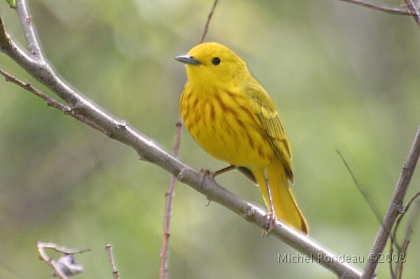 img_5490C.jpg - Paruline jaune | Yellow Warbler