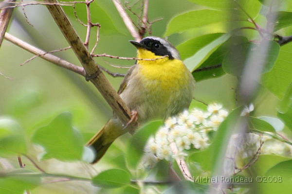 img_5620C.jpg - Paruline masquée | Common Yellowthroat