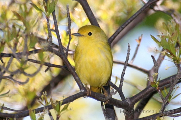 img_5930C.jpg - Paruline jaune | Yellow Warbler