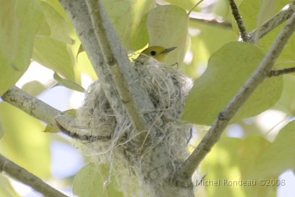 img_5985C.jpg - Nid de la Paruline jaune | Yellow Warbler's nest