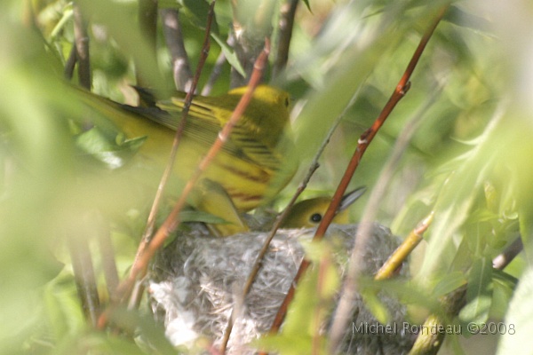 img_6565C.jpg - Parulines jaunes au nid | Yellow Warblers at the nest
