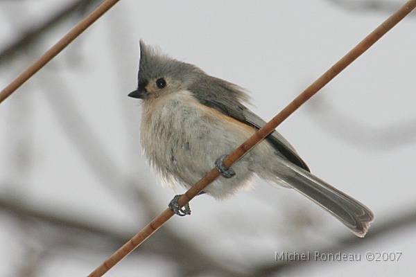 img_3654C.jpg - Mésange bicolore | Tufted Titmouse