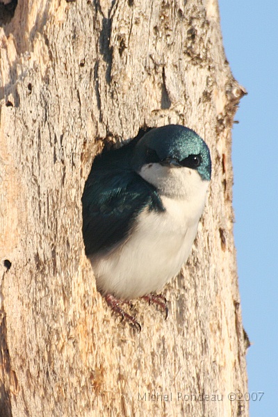 img_3687V.jpg - Hirondelle bicolore | Tree Swallow