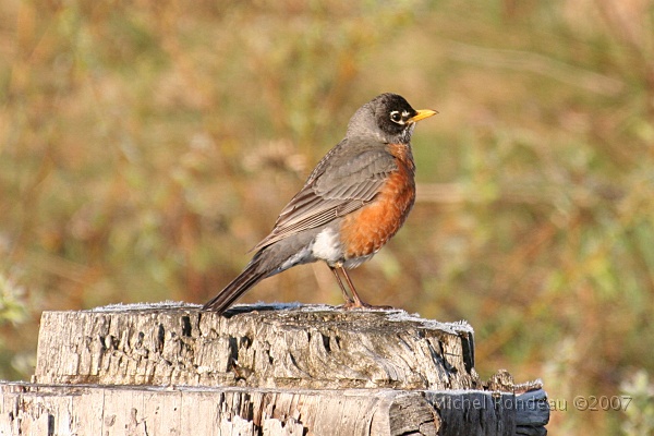 img_3702C.jpg - Merle d'Amérique | American Robin