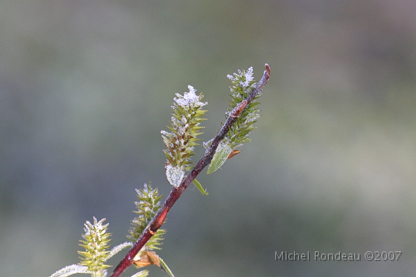 img_3774C.jpg - Gelée matinale | Moning frost