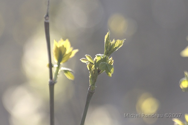 img_3779C.jpg - Bourgeon du printemps | Spring bud