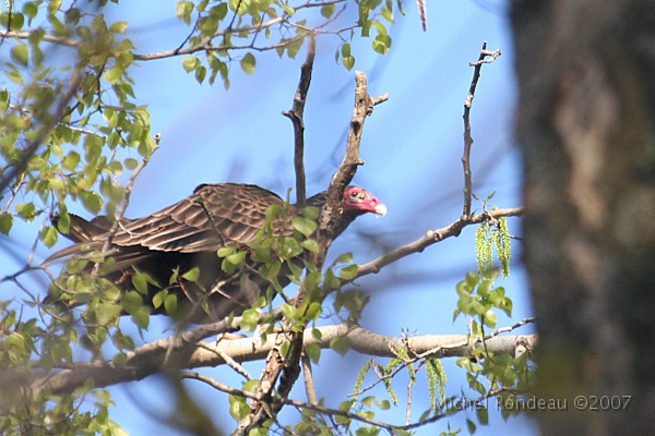 img_3789C.jpg - Urubu à tête rouge | Turkey Vulture