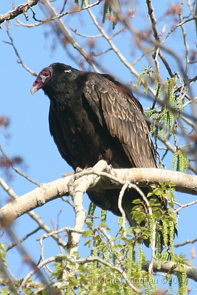 img_3803V.jpg