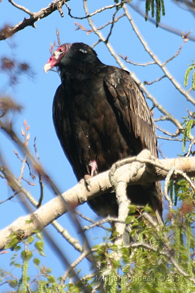 img_3810V.jpg