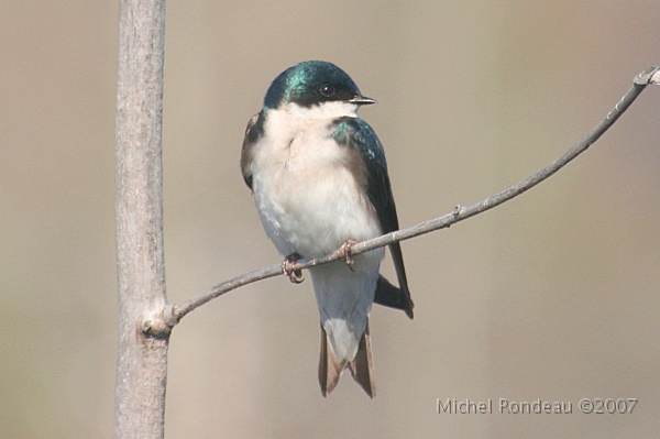 img_3835C.jpg - Hirondelle bicolore | Tree Swallow
