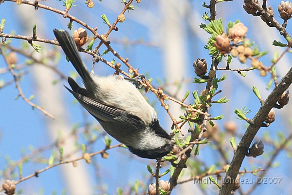 img_3845C.jpg - Mésange à tête noire | Black-capped Chickadee