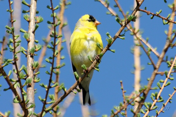 img_3882C.jpg - Chardonneret jaune | American Goldfinch