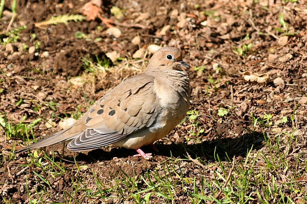img_3885C.jpg - Tourterelle triste | Mourning Dove