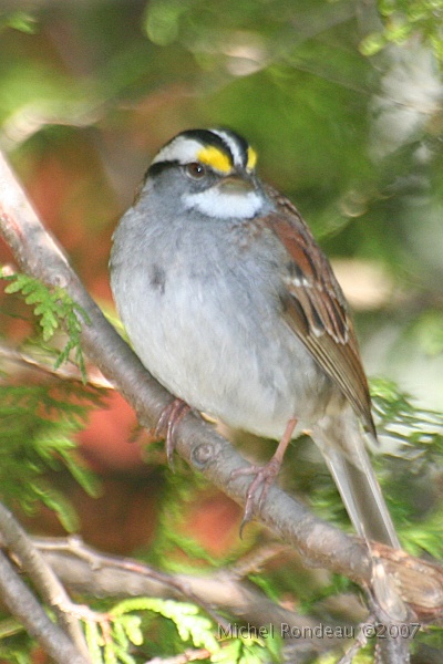 img_3891V.jpg - Bruant à gorge blanche | White-throated Sparrow