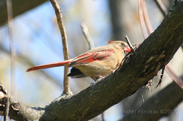img_3898C.jpg - Cardinal rouge (femelle) | Female Northern Cardinal